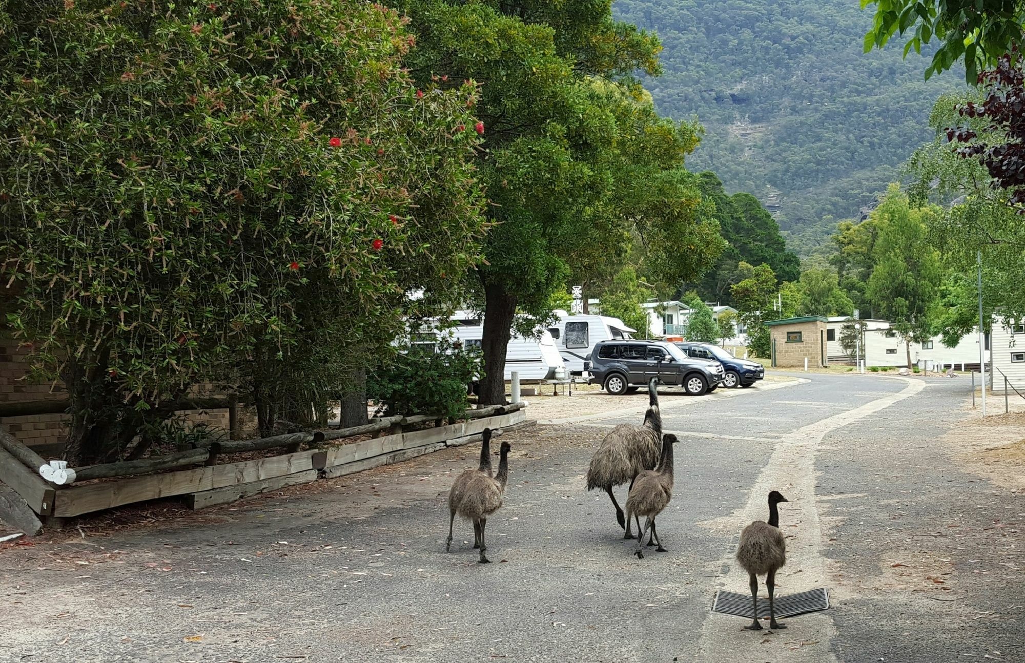 Breeze Holiday Parks - Halls Gap Buitenkant foto